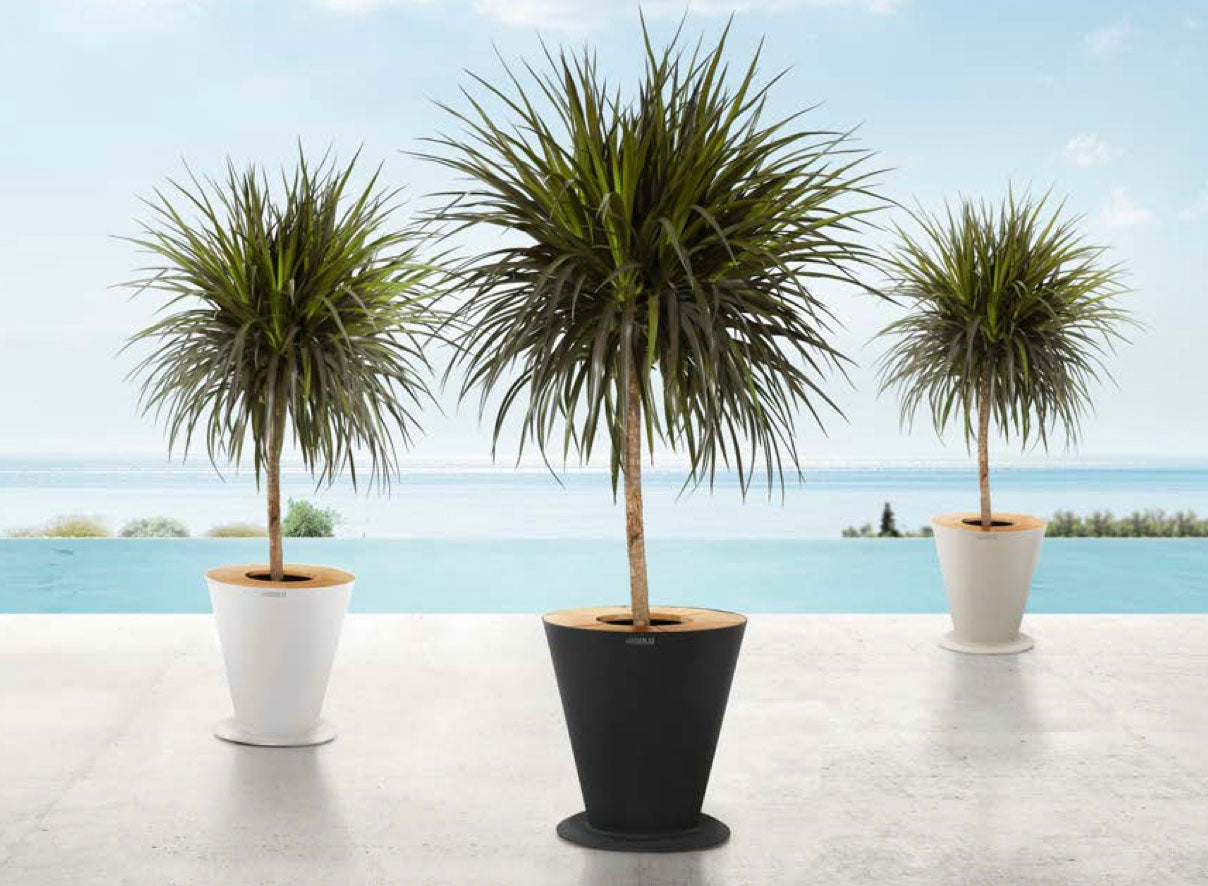 Trois pots de fleurs en aluminium élégants, deux blancs et un noir, avec arbres verts au feuillage fin, sur terrasse en Teck.
